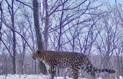 Фото предоставлено пресс-службой «Земли леопарда»